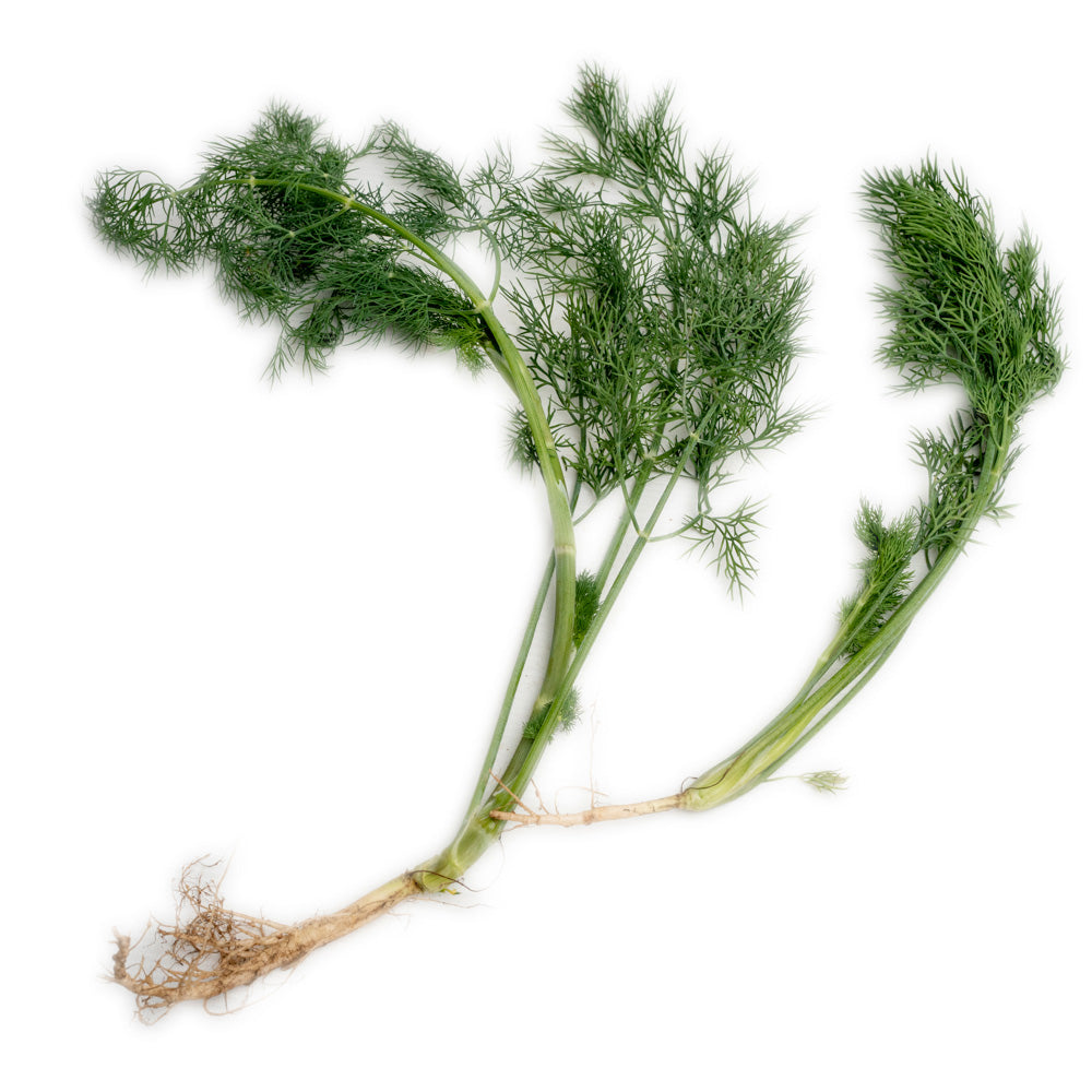 Daun Adas / Dill Leaf 50gram