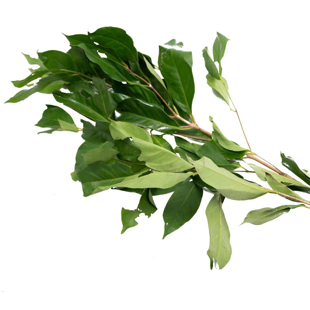 Daun Salam /  Bay Leaf 50gram