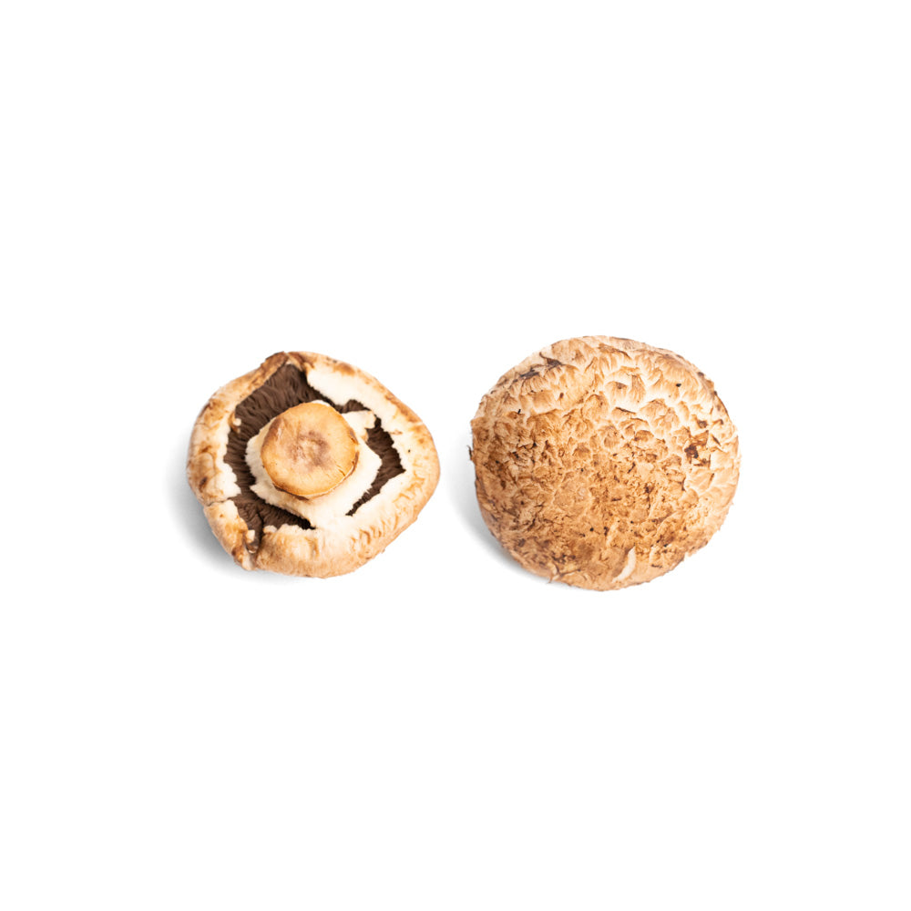 Jamur Kancing / Button or Champignon Mushroom