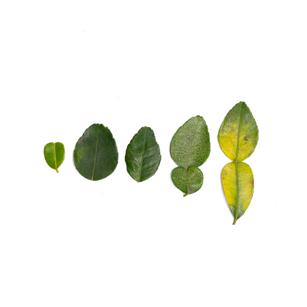 Daun Jeruk / Lime Leaves 20gram