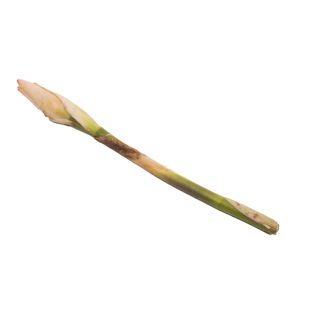 Batang Kecombrang / Torch Ginger Stem